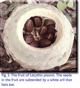 Lecythis posonis