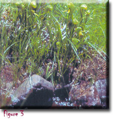 Carnivorous plant - Darlingtonia californica