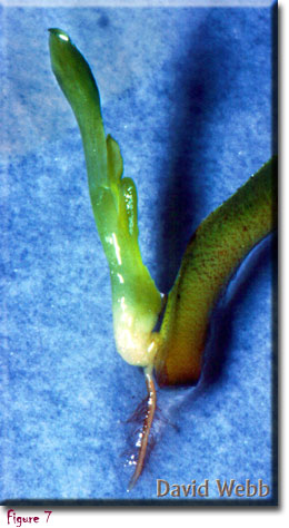 venus flytrap, carnivorous plant, Dionaea muscipula