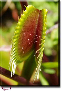 venus flytrap, carnivorous plant, Dionaea muscipula