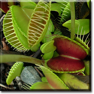 carnivorous plant, Dionea, venus flytrap, plant, flower, fly trap