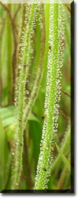 carnivorous plants - Drosophyllum-1