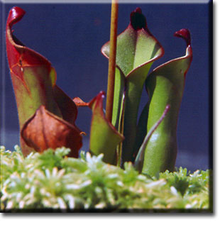 carnivorous plant, Heliamphora nutans, plant, flower