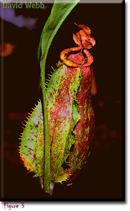 Nepenthes, Monkey Cups, Carnivorous plants