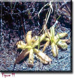 Pinguicula macroceras, butterworts, Sherwin Carlquist, Carnivorous plant
