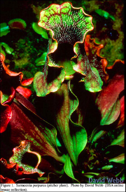 carnivorous plant, sarracenia
