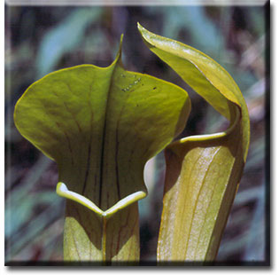 Carnivorous plant - Sarracenia alata