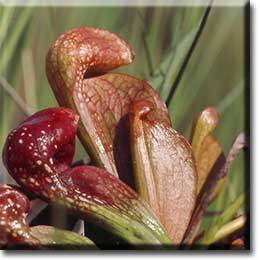 Carnivorous plant - Sarracenia psittacina