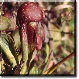 Carnivorous plant - Sarracenia psittacina