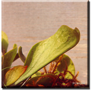 Carnivorous plant - Sarracenia purpurea
