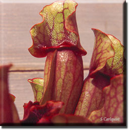 Carnivorous plant - Sarracenia purpurea