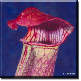 Carnivorous plant - Sarracenia rubra