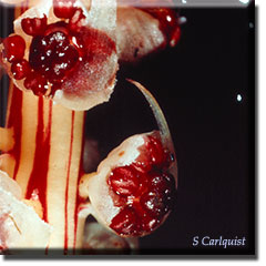 parasitic plant - Allotropa virgata