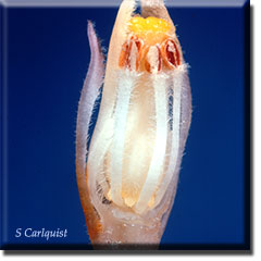 parasitic plant - Hemitomes congestum