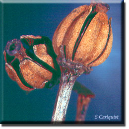 parasitic plant - Monotropa uniflora