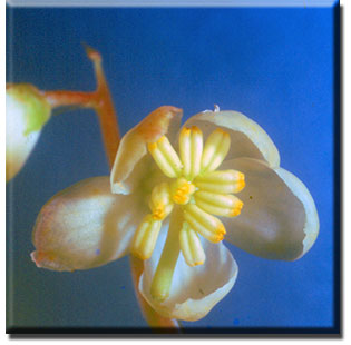 parasitic plant - Pyrola japonica