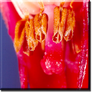parasitic plant - Sarcodes sanguinea