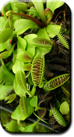 Dionaea muscipula (Venus Flytrap) ready to spring!